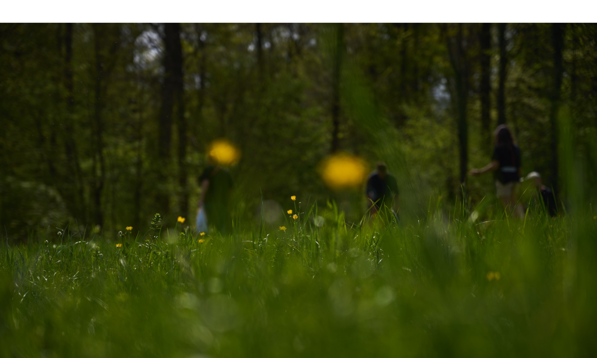Menschen im Hintergrund unscharf zu sehen. Im Vordergrund ist eine saftige Wiese mit bunt leuchtenden Blumen zu sehen.
