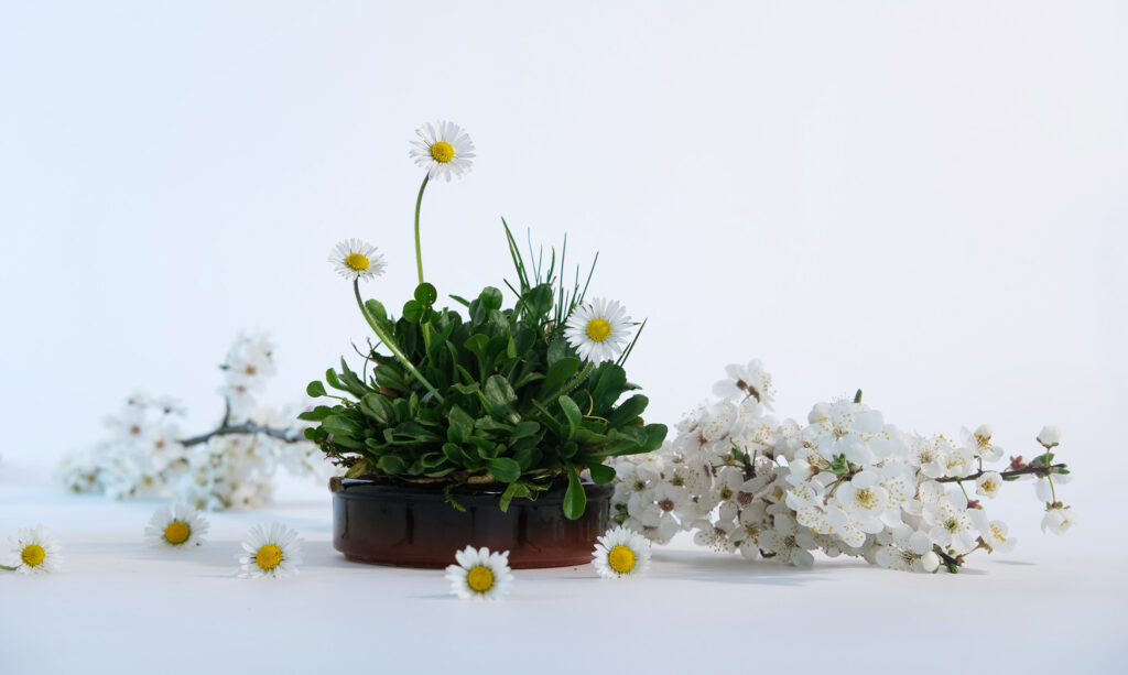 NS-spring-edition-05